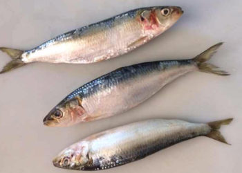 خبراء :  إرتفاع حرارة البحر يهددسمك السردين والرنجةبالإنقراض