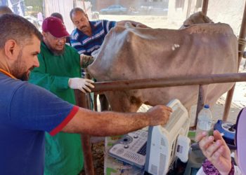 علاج5900 رأس ماشية مجانا لصغار المزارعين بالمنوفية في إطار مبادرة حياة كريمة