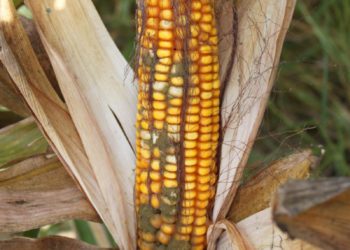 مدير أنتاج مصنع أعلاف..يوضح مدى احتواء العلف على سموم فطرية