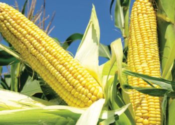 لماذا أغلقت الذرة الجلسة على انخفاض طفيف أمس الأثنين ؟