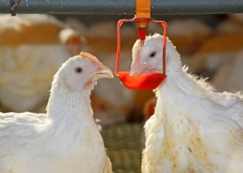 استهلاك المياه اليومي دلالة على الحالة الصحية والمرضية