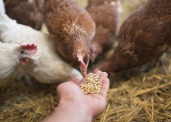 ضبط 82 طن أعلاف حيوانية مجهولة المصدر داخل مصنع بدون ترخيص بالشرقية