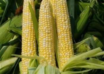 أسعار الذرة تواجه دعم قوي