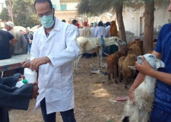 الخدمات البيطرية: تفحص وتعالج أكثر من 17 ألف رأس ماشية خلال شهر سبتمبر في 5 محافظات
