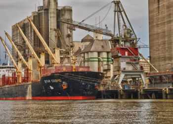 ميناء دمياط: يستقبل 12800طن ذرة  و 1596رأس ماشية (عجول تسمين)