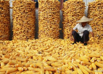 الصين تحقق زيادة في انتاج الحبوب هذا العام