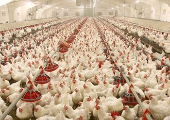 عمومية المنصورة للدواجن تناقش زيادة رأسمالها إلى 97 مليون .. يناير المقبل