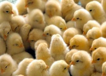 ضورة أرشيفية