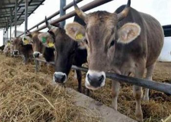 الثروة الحيوانية