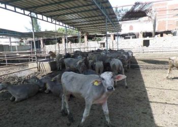 الأولوية للمرأة والشباب.. محمد القرش يكشف أهمية مشروع البتلو لصغار المربين