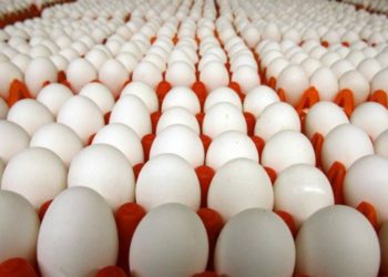 وزير التموين: يعلن استيراد 30 مليون بيض مائدة وصول أول شحناتها بمطار القاهرة الدولي