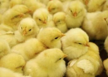 استقرار الكتكوت الأبيض عند 5ج