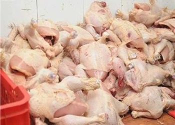 إعدام 3 أطنان دواجن غير صالحة للاستهلاك الآدمي