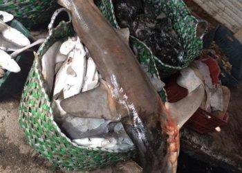 محظور بيعها ومهددة بالانقراض وتسبب التسمم.. القروش تباع علنا فى 6 أكتوبر