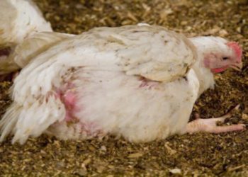 الكفاءة الإكلينيكية وبقايا الدايفلوكساسين فى الدجاج المعدي بميكروب القولون العصوي