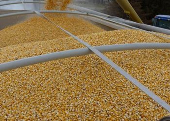 كيف تؤثر الأزمة الأوكرانية المتزايدة في صادرات الحبوب حول العالم ؟