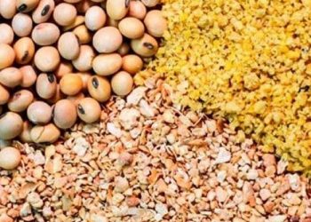 ذرة بـ5550 جنيها وصويا 46% 9650 جنيها و رده محلى4600جنيها.. أسعار الأعلاف فى الأسواق