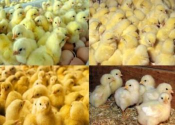 «عياد 11 والقاهرة 9 وطنبول 9.75».. ارتفاع أسعار شركات كتاكيت اليوم بالأسواق