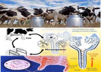 التهاب الضرع فى الماشية