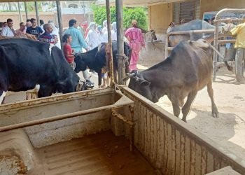 الخدمات البيطرية تطلق 327 قافلة بيطرية مجانية على مستوى الجمهورية