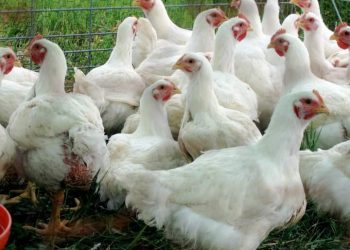 أسعار الدواجن اليوم