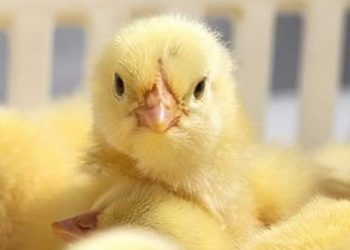 أسعار شركات الكتاكيت اليوم الاثنين 21-11-2022