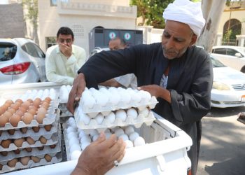 “الزراعة” تطرح كميات من بيض المائدة من خلال منافذها المتحركة والثابتة بأسعار مخفضة للمواطنين