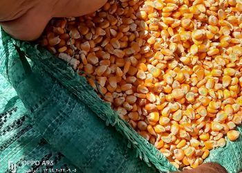 (بالصور) لأول مرة في وزارة الزراعة بالأتفاق مع منتجي الدواجن.. استلام مصانع الأعلاف للذرة الأصفر