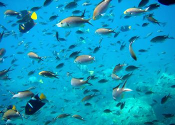 تغيرات المناخ تهدد الثروة السمكية وتقصف بالشعاب المرجانية