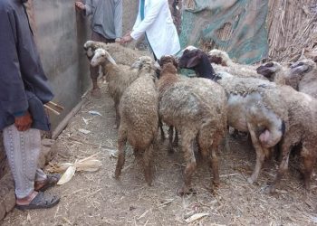 تحصين 48 ألف رأس أغنام بالغربية