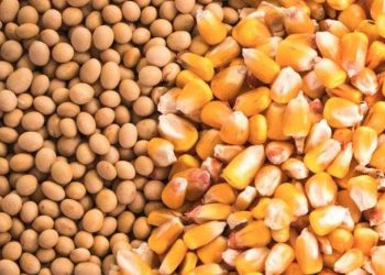 أسعار خامات الأعلاف اليوم.. الذرة تنخفض 250 جنيها والصويا تستقر في الأسواق