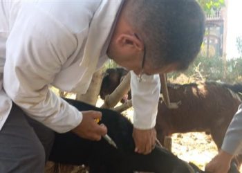 بيطري الغربية يواصل جهوده لمكافحة أمراض الحمي