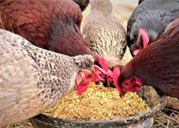 حل أزمة أعلاف الدواجن