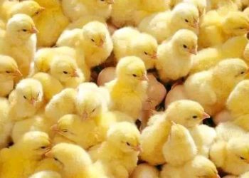 أسعار الكتاكيت اليوم