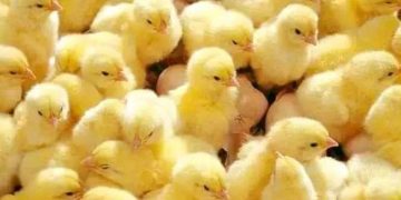 أسعار الكتاكيت اليوم