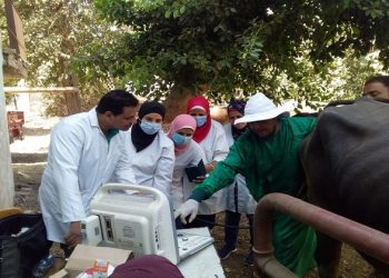 تحصين الماشية