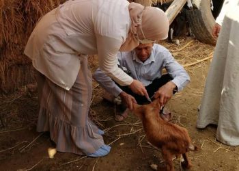 الأغنام والماعز