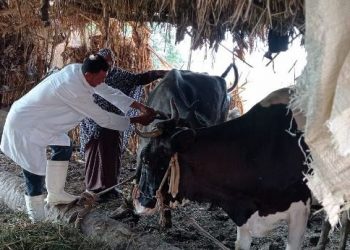 تطعيم رؤوس الماشية