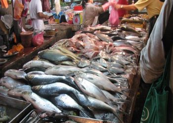 أسعار السمك اليوم