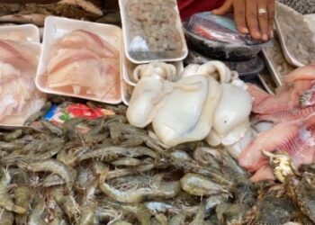 أسعار السمك اليوم