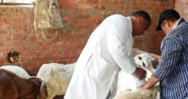تحصين 16 ألف ماشية وصرف اللقاحات لمرضى الحمى القلاعية بالغربية