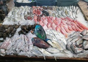 أسعار السمك اليوم الأربعاء 16-11-2022 في سوق العبور