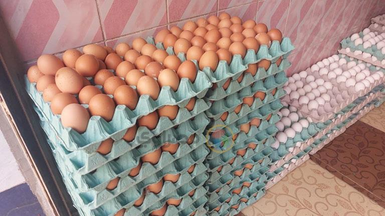 أسعار البيض اليوم تواصل ارتفاعها في الأسواق