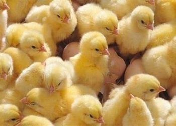 أسعار الكتاكيت اليوم