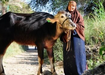 تسليم 3902 رأس ماشية للأسر الأولى بالرعاية بقرى ومراكز أسوان