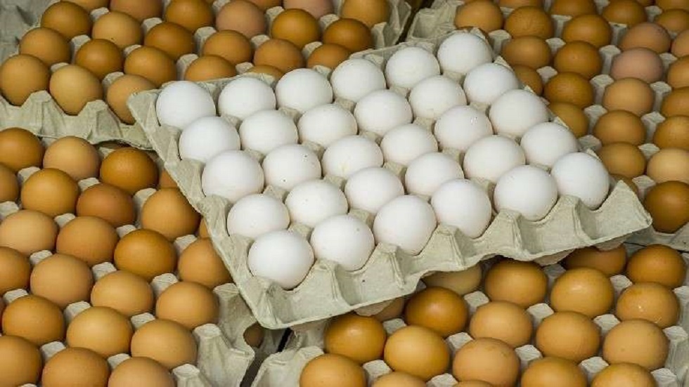 "الحمامي" يكشف سبب عودة إرتفاع أسعار البيض
