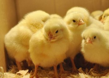 أسعار الكتاكيت اليوم تواصل استقرارها في الأسواق