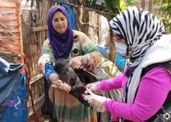 بيطري الإسماعيلية يدشن ندوات توعية بالمدارس لكيفية تربية الطيور والدواجن الآمنة