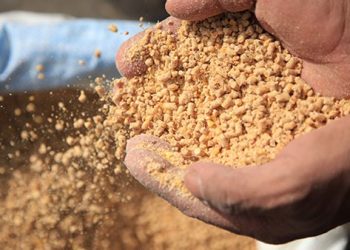 أسعار أعلاف الدواجن تقترب من 20 ألف جنيها للطن