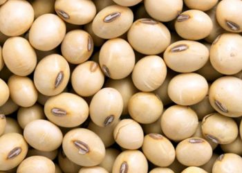  أسعار فول الصويا تواجه شبح الانخفاض في بورصة شيكاغو